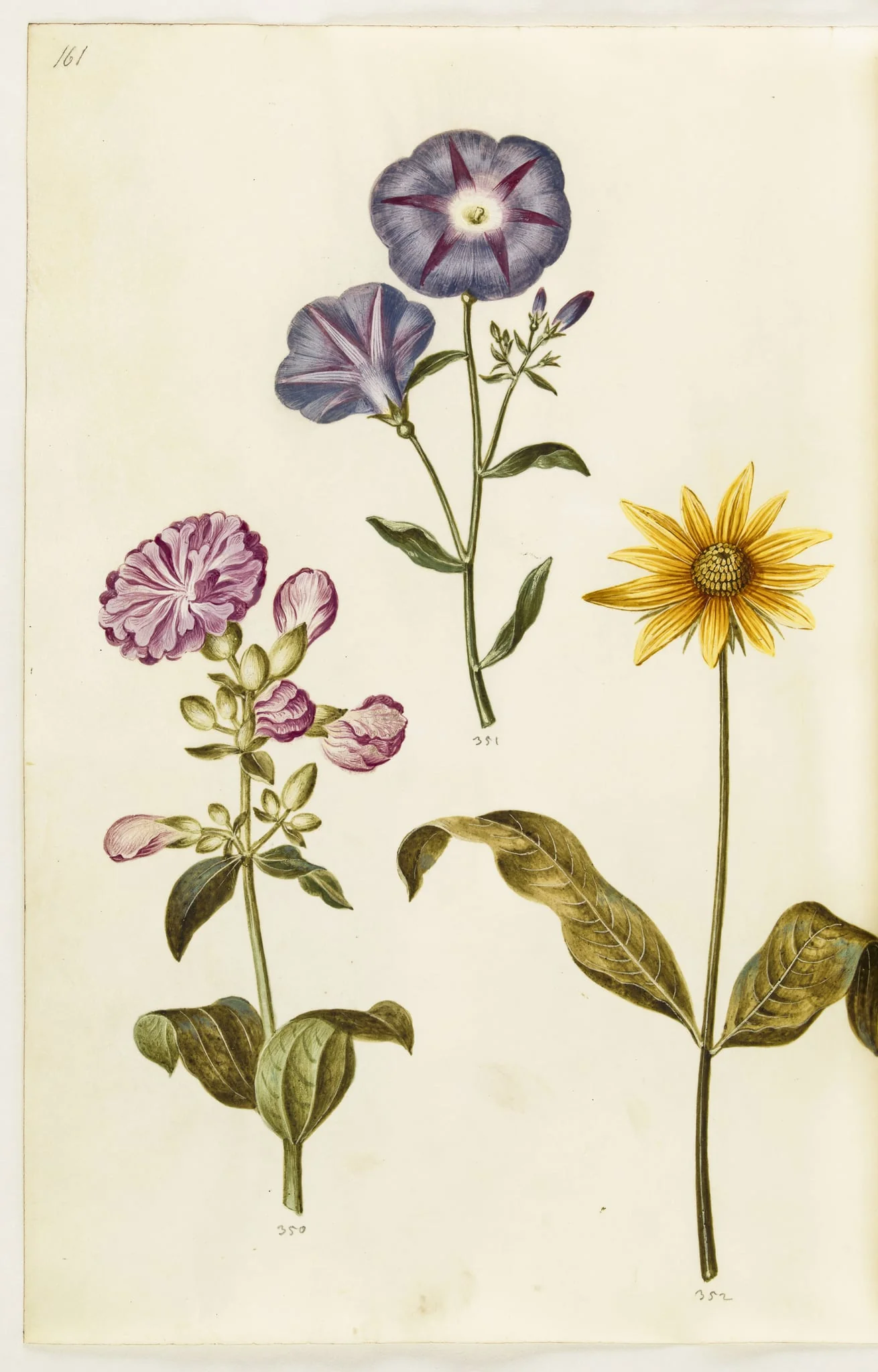 Saponaria officinalis (almindelig sæbeurt); Convolvulus tricolor (jomfruskørt); Helianthus (?) (solsikke-art), by Unknown, unspecified, 1650