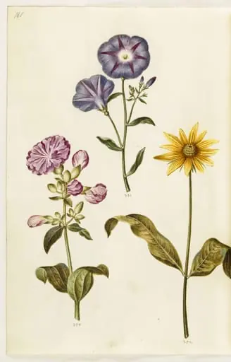 Saponaria officinalis (almindelig sæbeurt); Convolvulus tricolor (jomfruskørt); Helianthus (?) (solsikke-art)