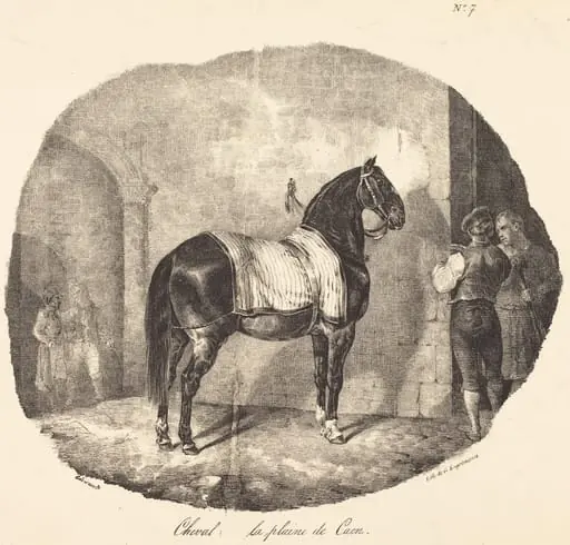 Cheval de la plaine de Caen