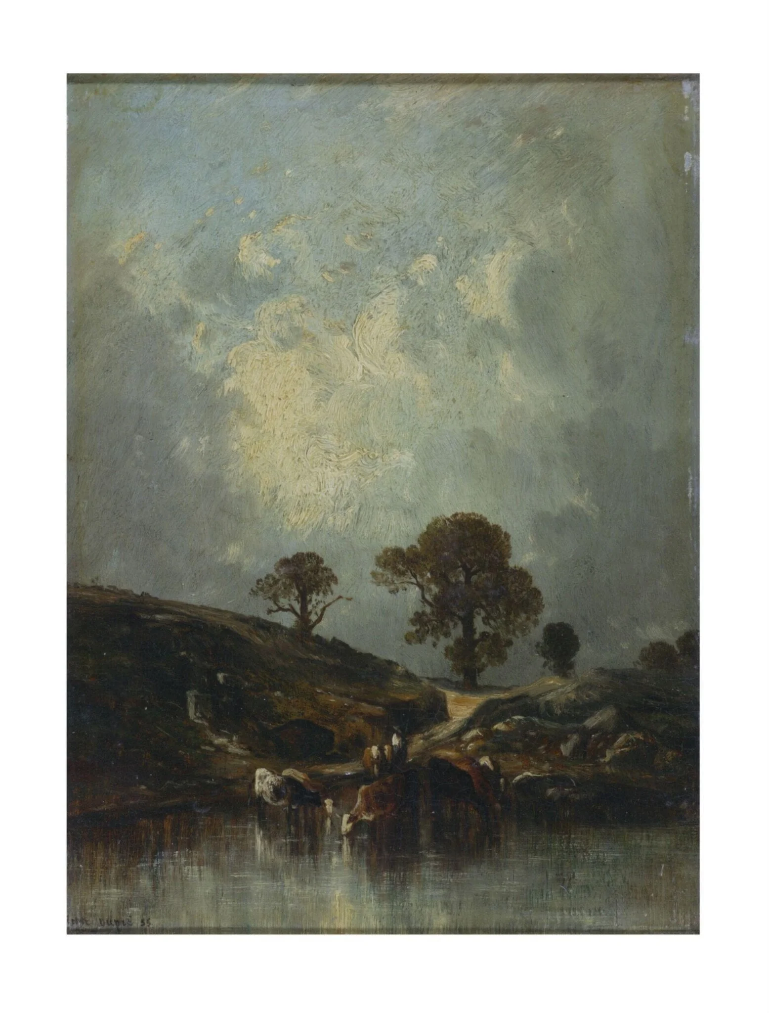 Cows drinking