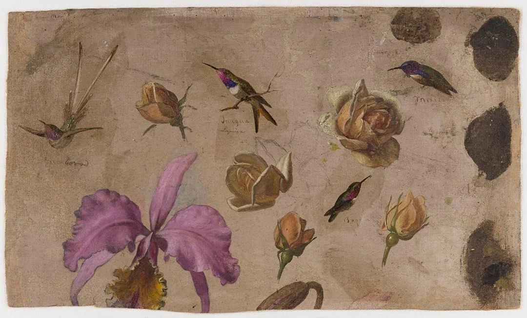 Study of Four Hummingbirds with Roses and an Orchid