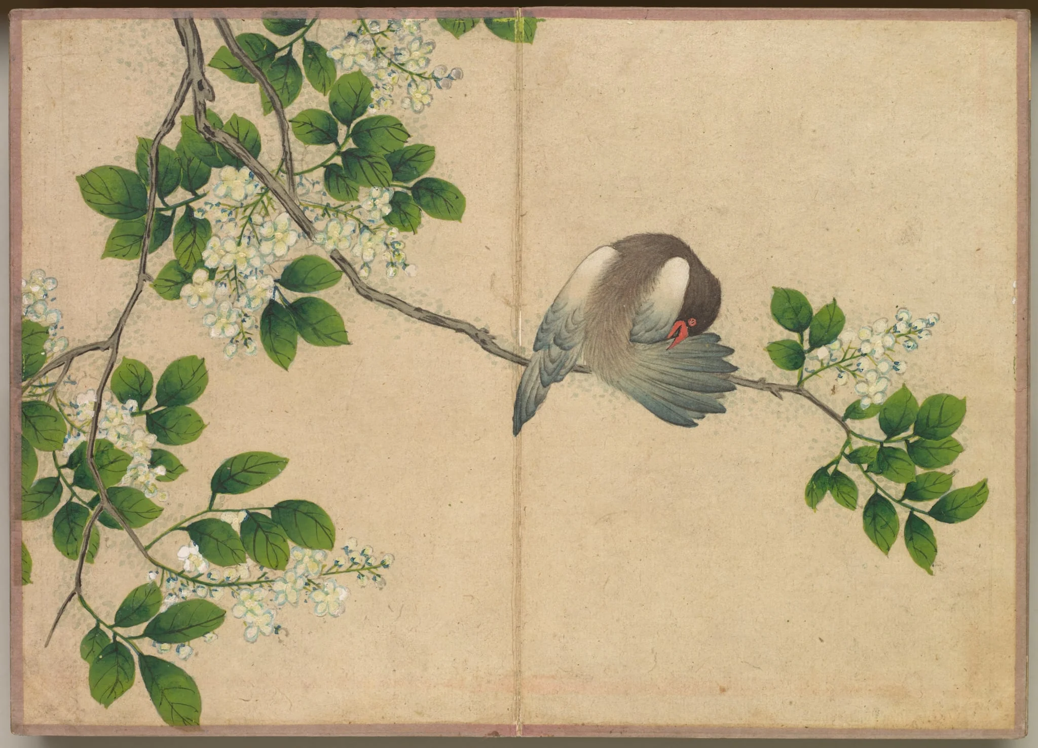 Desk Album: Flower and Bird Paintings (Preening Bird), by Zhang Ruoai, unspecified, 1704