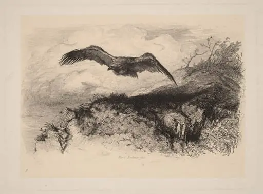 Aigle au vol