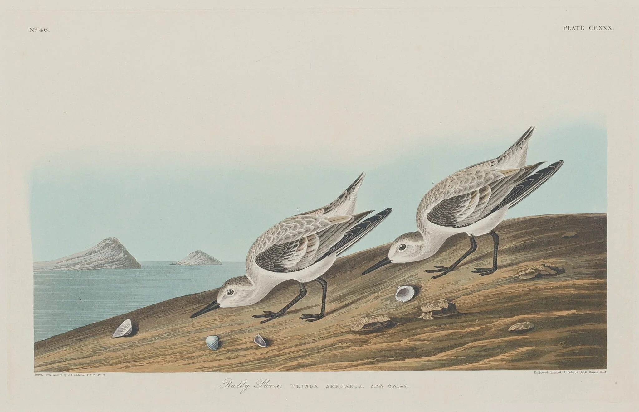 Ruddy Plover, by Robert Havell Jr., ink, 1834