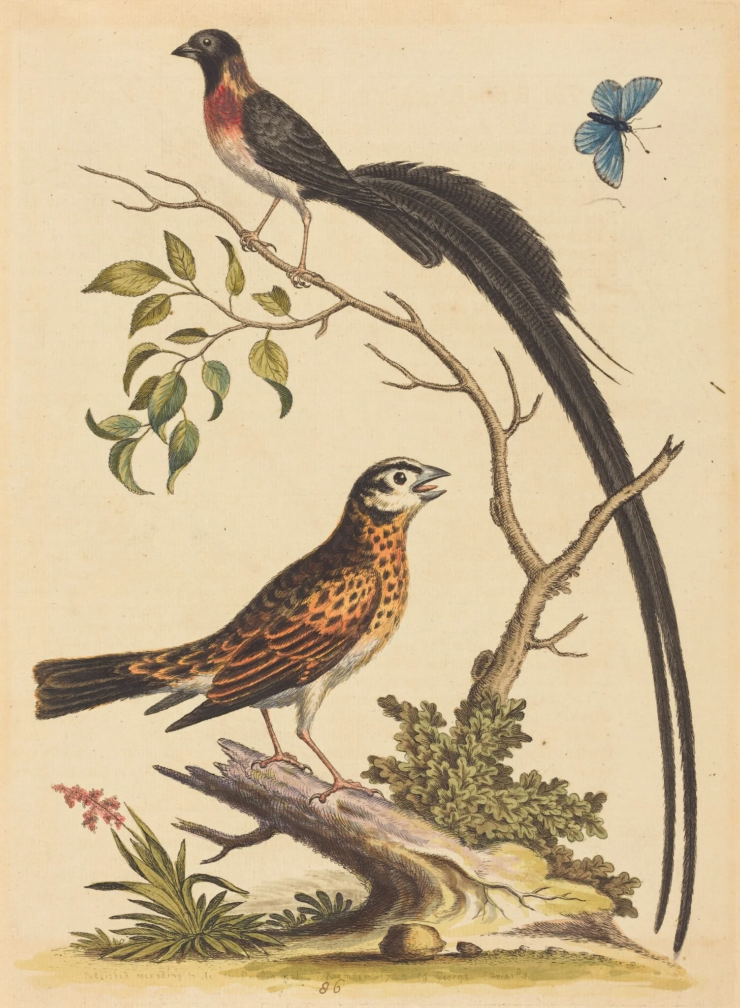 Two Birds, One with Very Long Tailfeathers, and Blue Butterfly