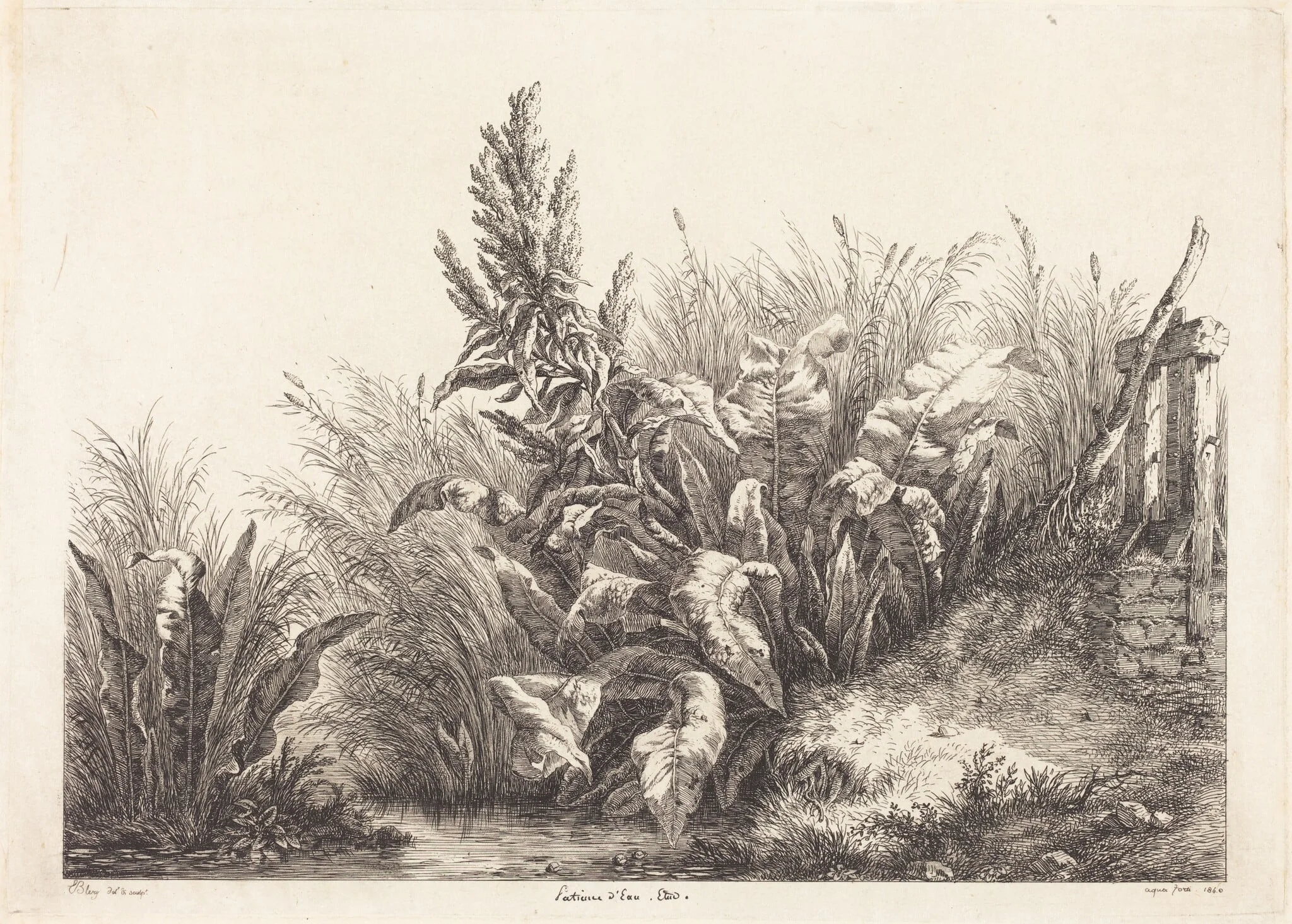Patience d'eau, étude (Study of a Patience-Dock)