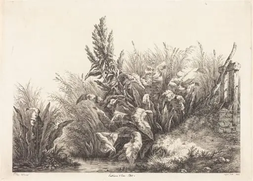 Patience d'eau, étude (Study of a Patience-Dock)