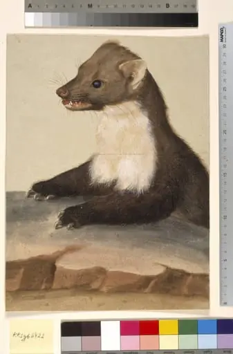En mår