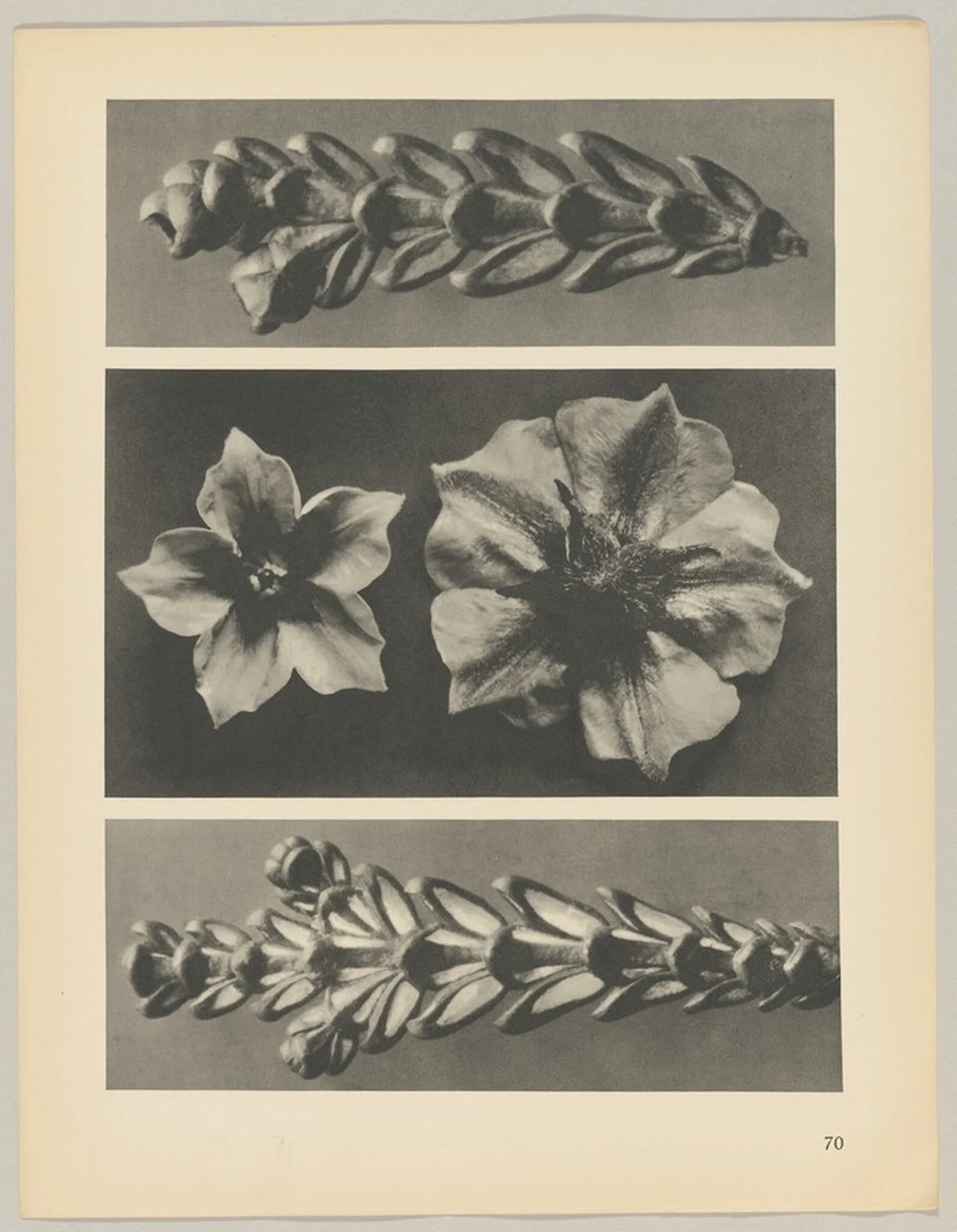 a u. c Thujopsis dolabrata; b Solanum tuberosum, by Karl Blossfeldt, 1928