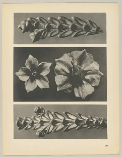 a u. c Thujopsis dolabrata; b Solanum tuberosum