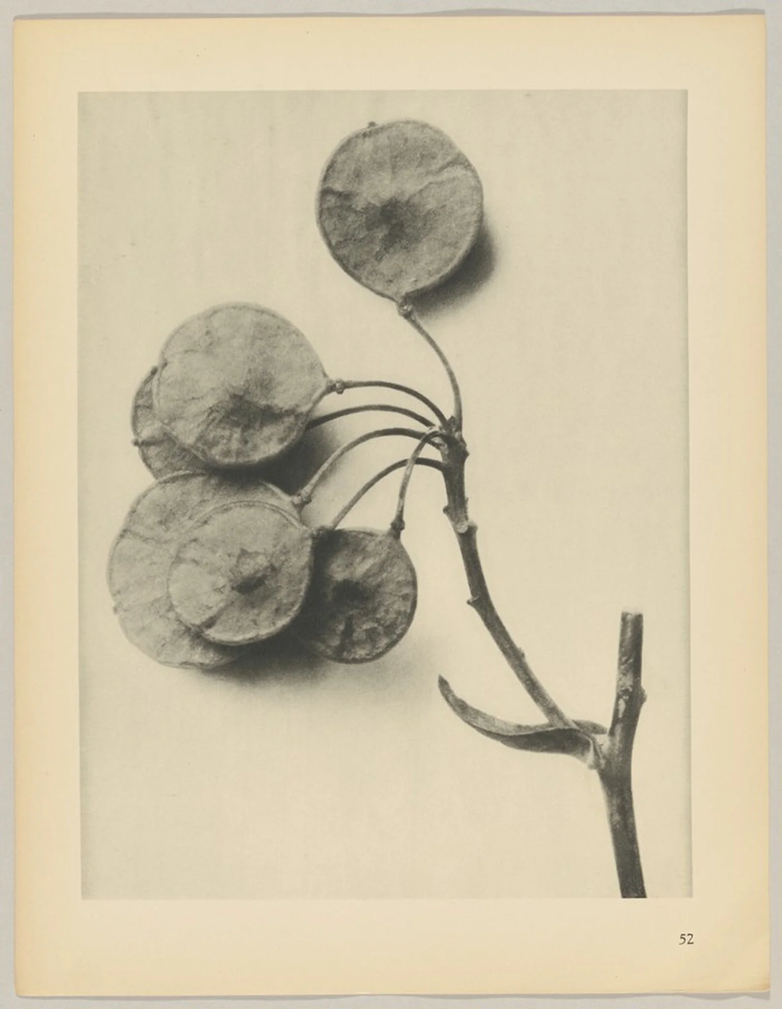 Ptelea trifoliata