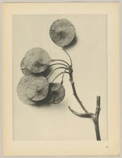 Ptelea trifoliata