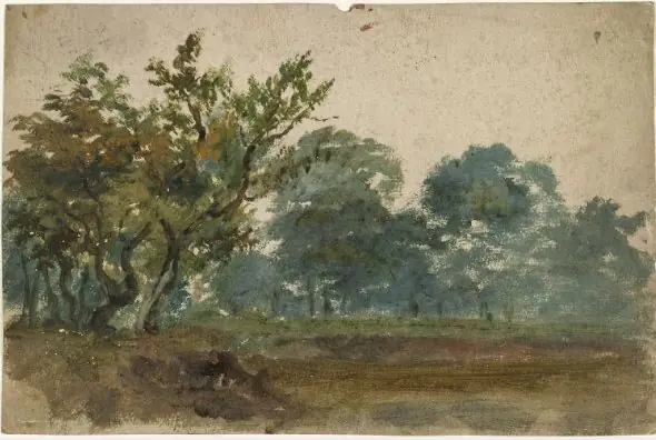 Trees in a Park