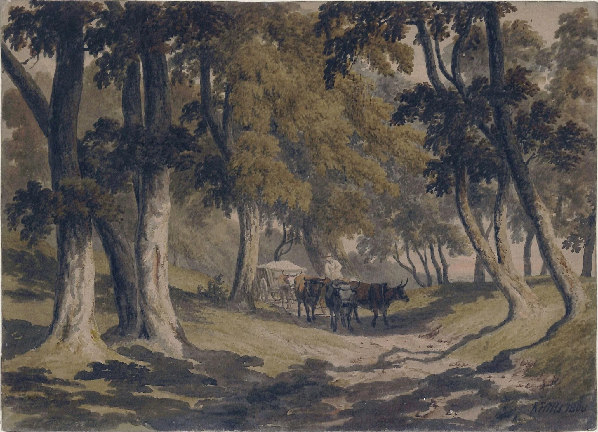 Woodland Road with Ox-waggon