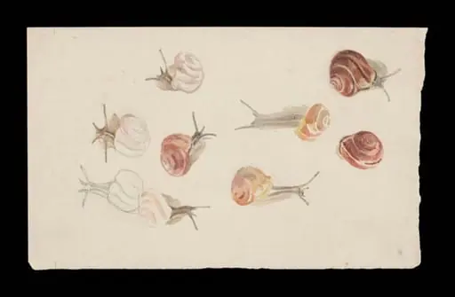 Studies of snails