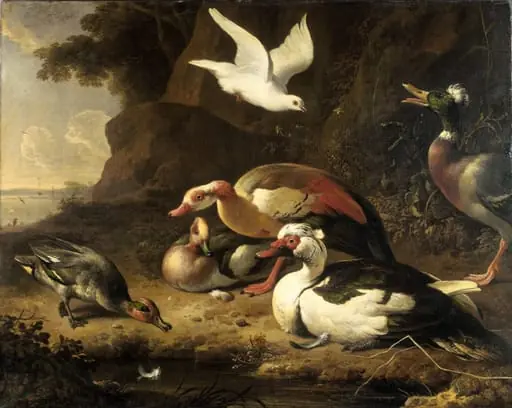 Ducks