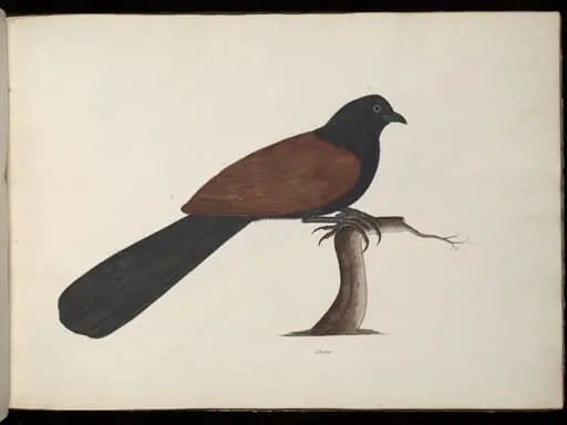 Conucal or crow pheasant