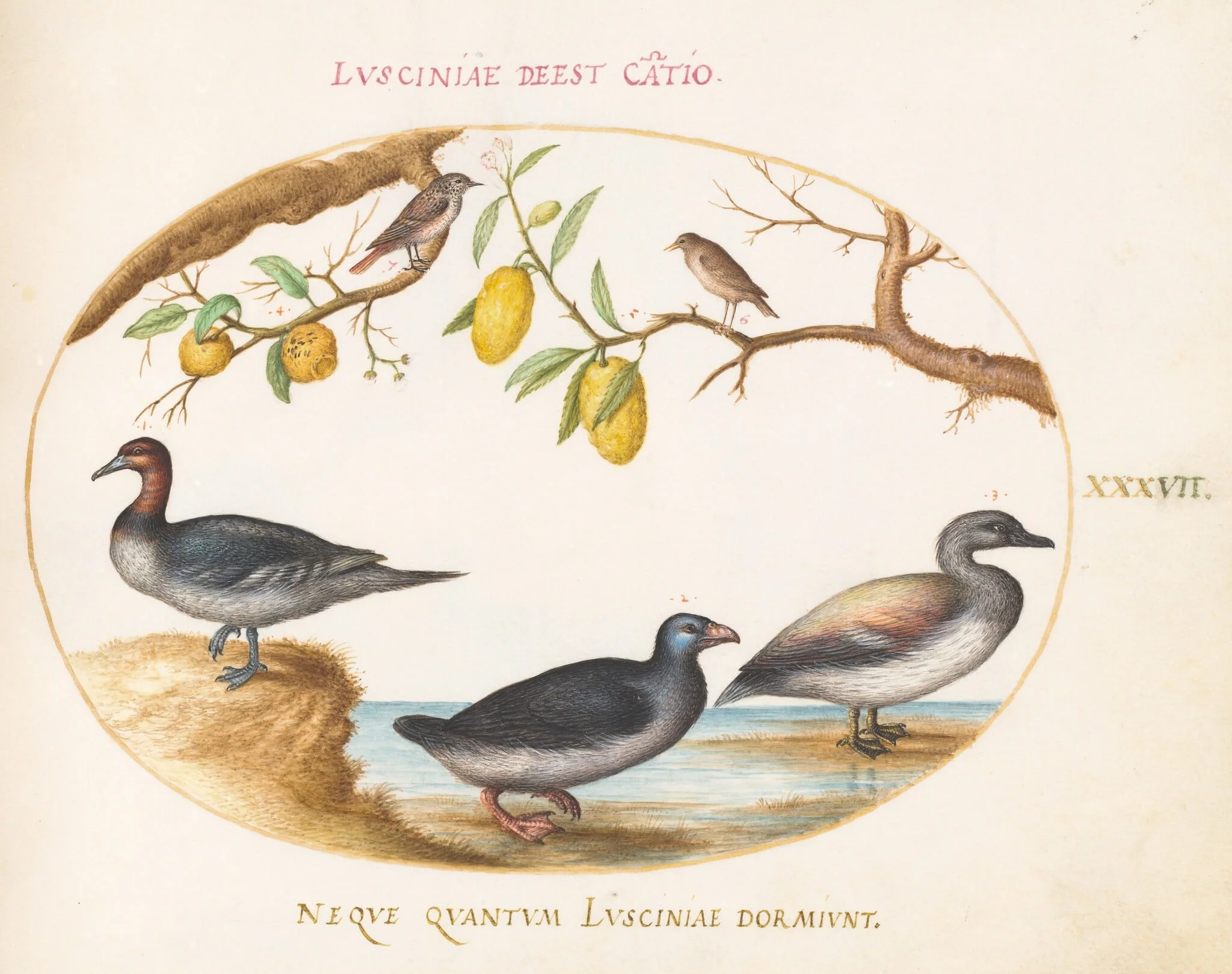 Plate 37: Three Waterfowl with Two Nightingales(?)  Perched in Citrus Trees, by Joris Hoefnagel, gouache, 1594