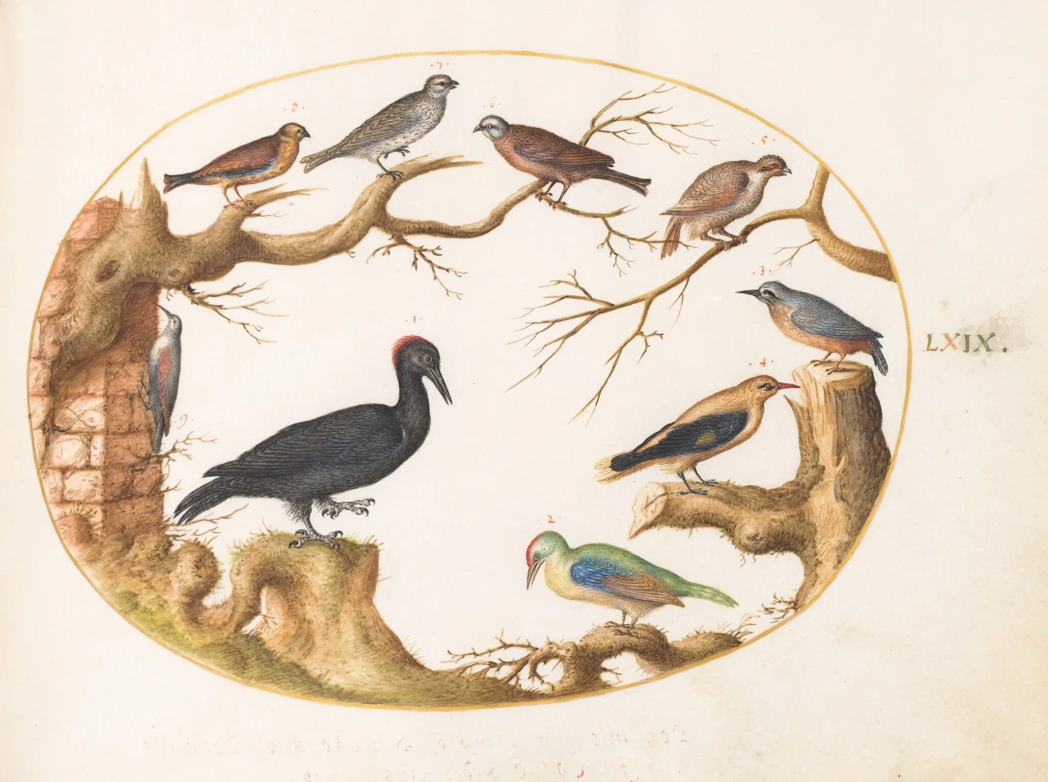 Plate 69: Black Woodpecker, European Green Woodpecker, Nuthatch, and Other Birds, by Joris Hoefnagel, gouache, 1594