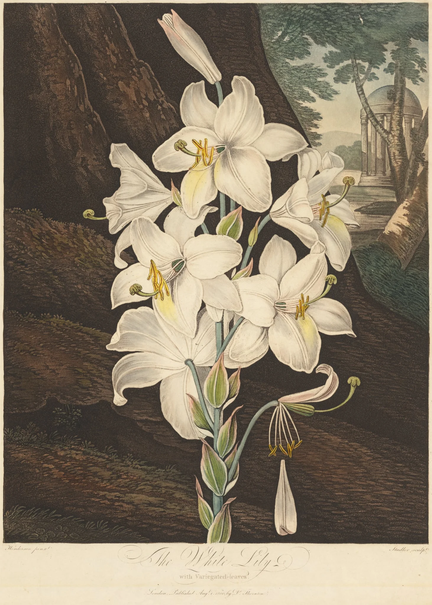 The Temple of Flora; or Garden of Nature: White Lily with Variegated Leaves, by Joseph Constantine Stadler, 1