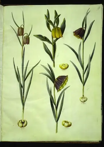 Fritillaria meleagris (almindelig vibeæg); Fritillaria aurea eller Fritillaria tubiformis & moggridgei (vibeæg); Fritillaria montana
