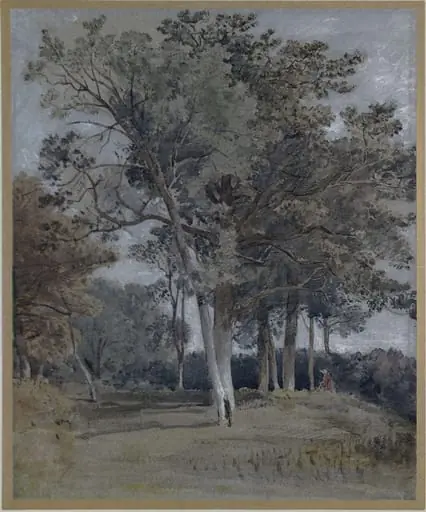 Study of trees at Ballater, Aberdeenshire