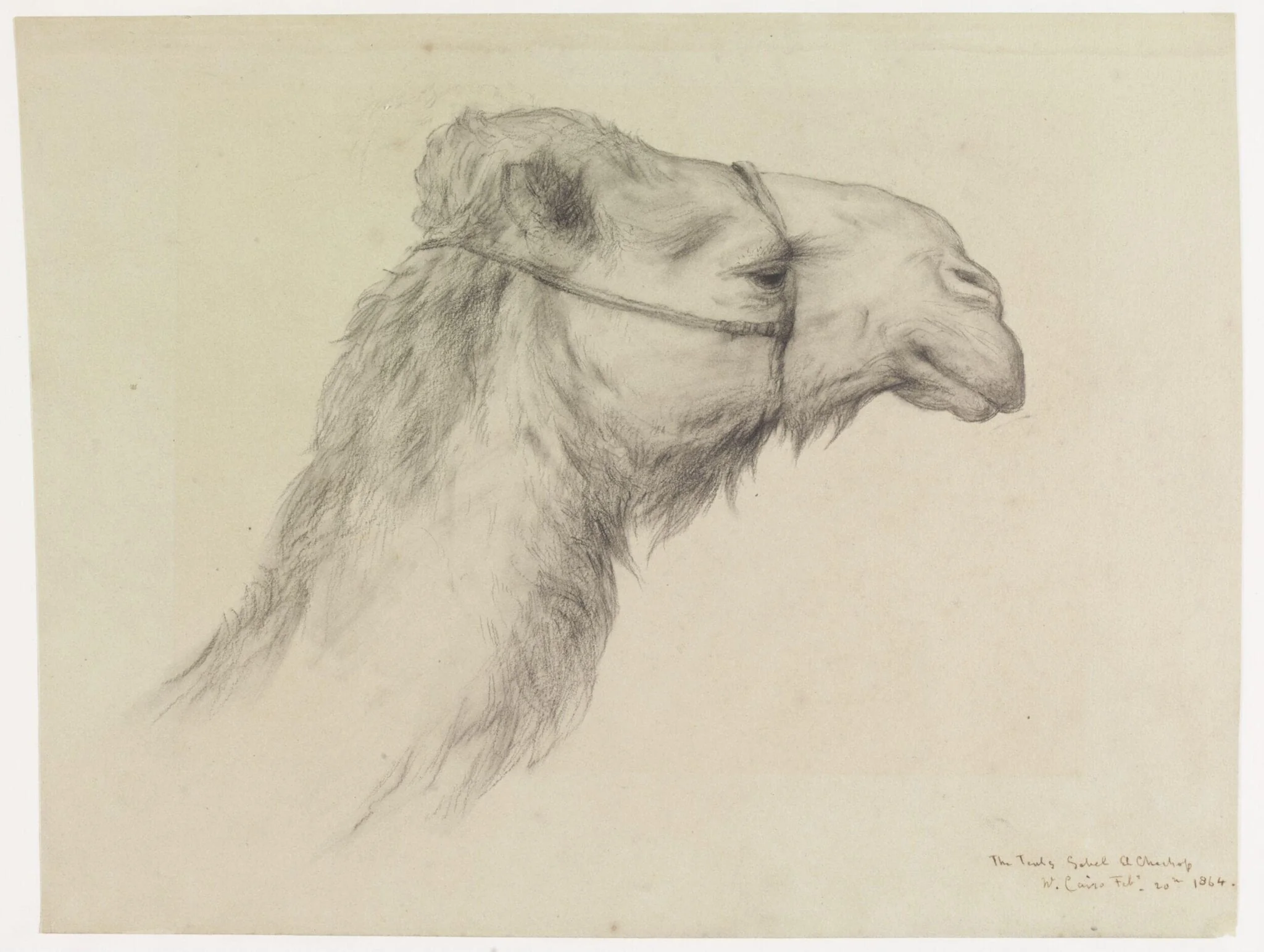 Head of a Camel