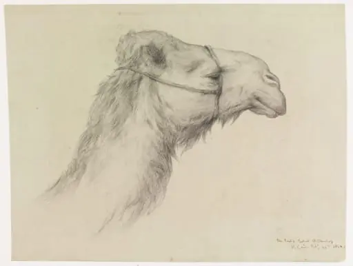Head of a Camel