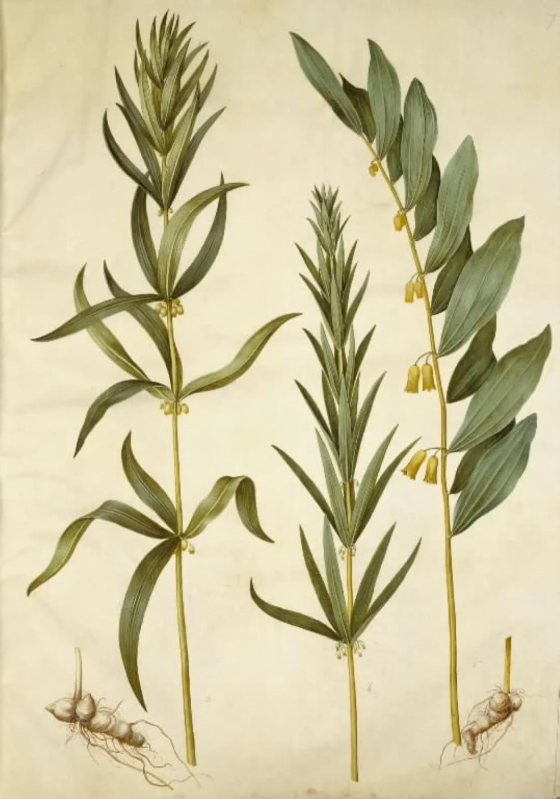 Polygonatum verticillatum (krans-konval); Polygonatum multiflorum (stor konval), by Unknown, unspecified, 1654
