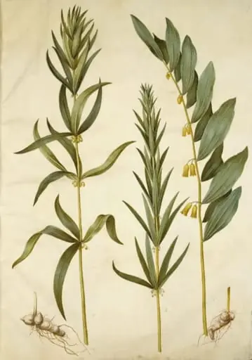 Polygonatum verticillatum (krans-konval); Polygonatum multiflorum (stor konval)