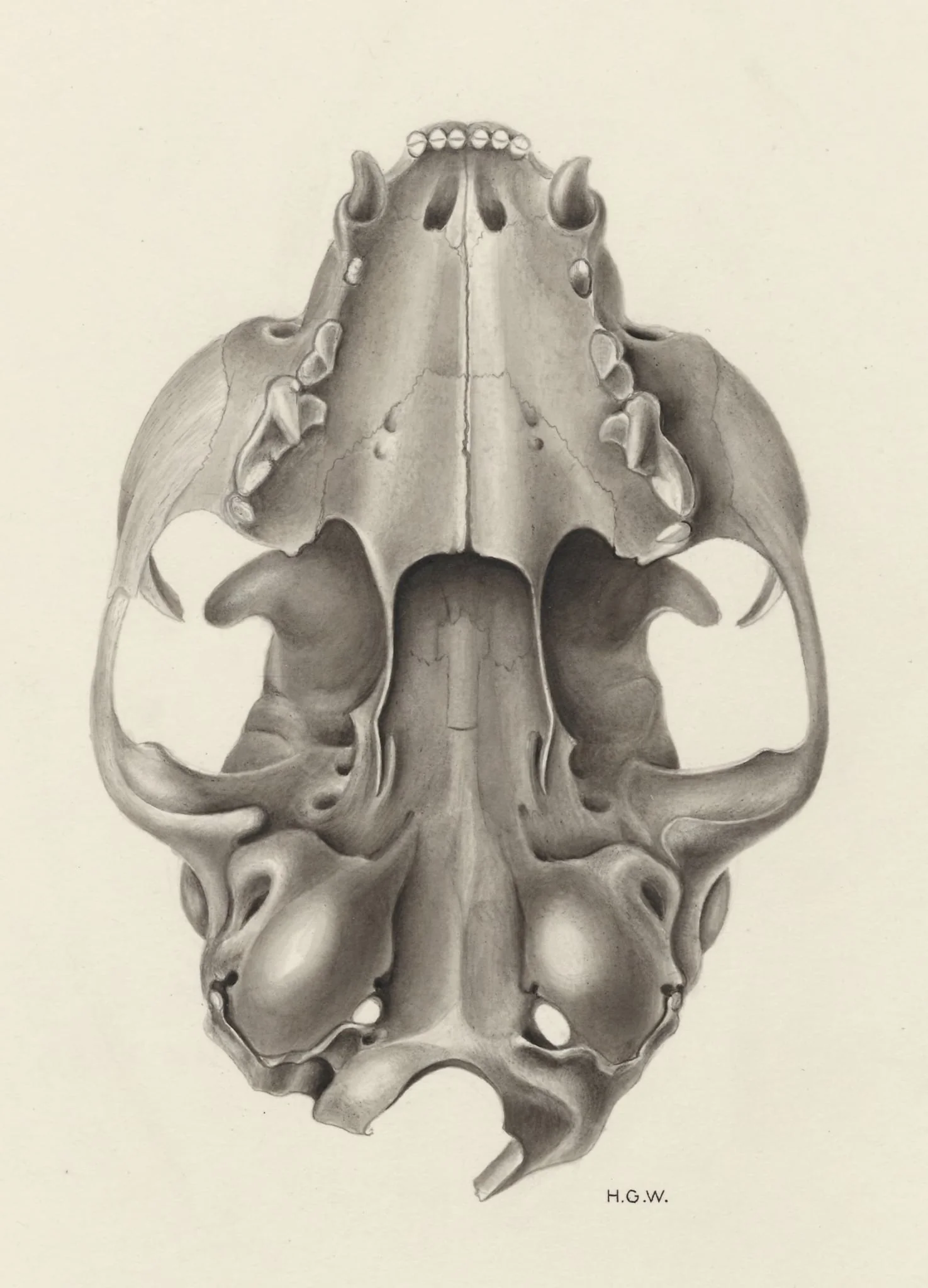 Skull of a feline seen from below