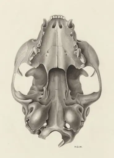 Skull of a feline seen from below