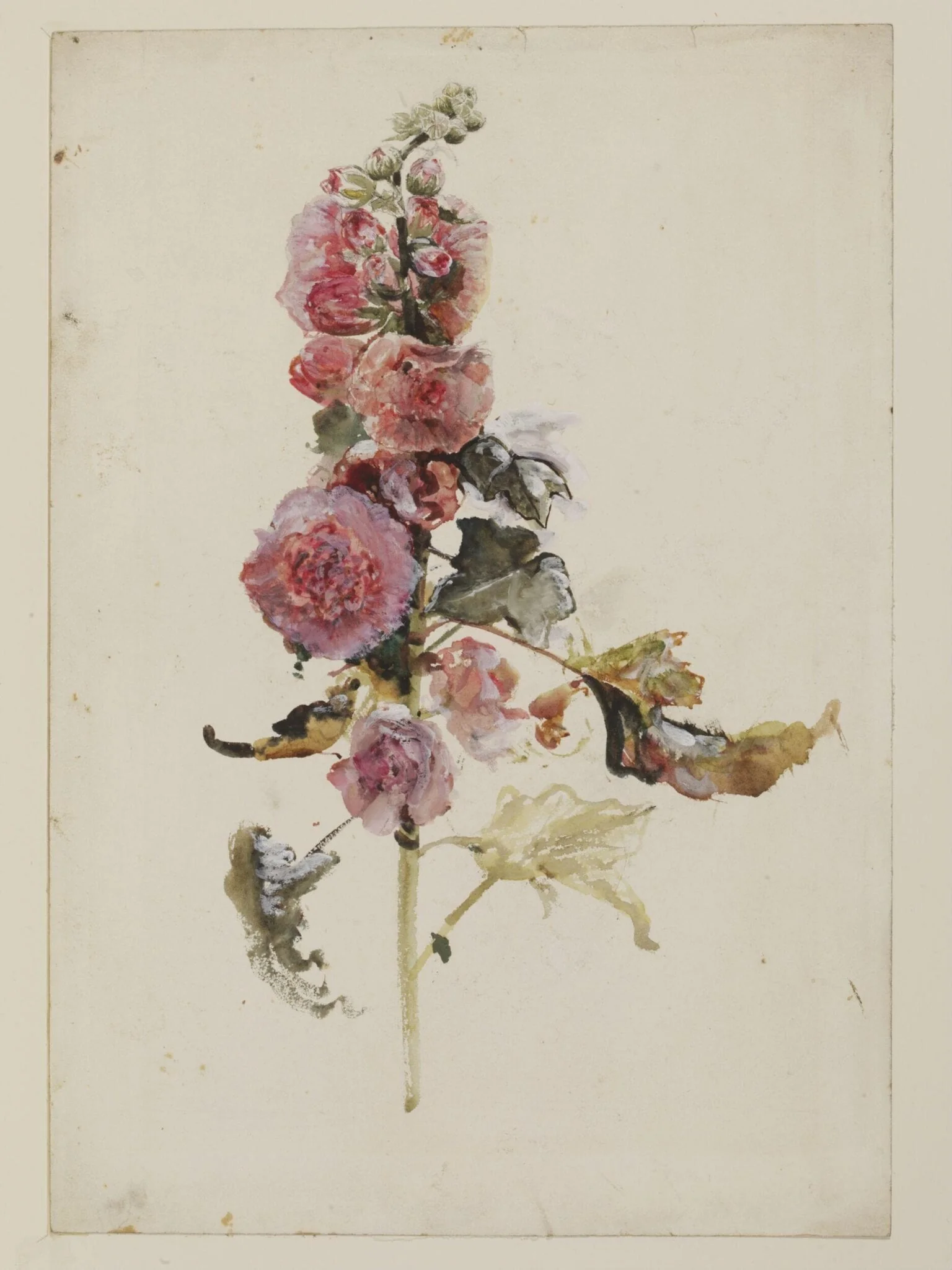Hollyhocks