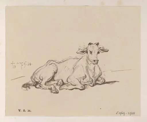 A cow
