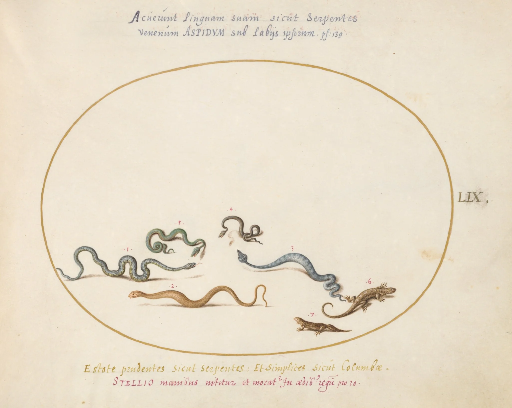 Plate 59: Snakes and a Lizard, by Joris Hoefnagel, gouache, 1594