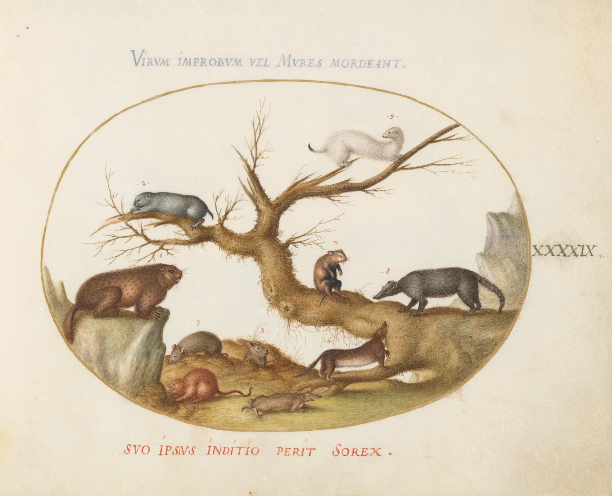 Plate 49: Marmot, Hamsters, Rat, Field Mouse, Shrew, and a Coatimundi, by Joris Hoefnagel, gouache, 1594