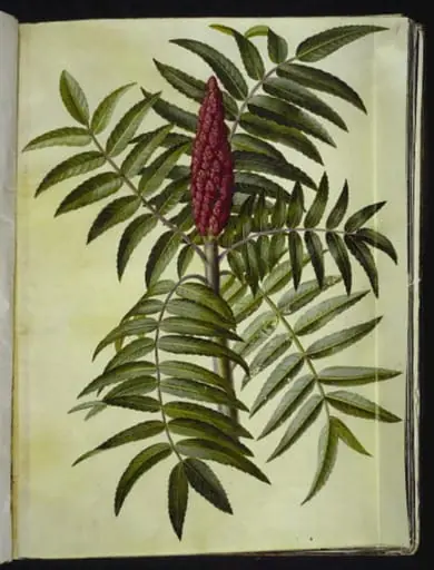 Rhus typhina (hjortetaktræ)