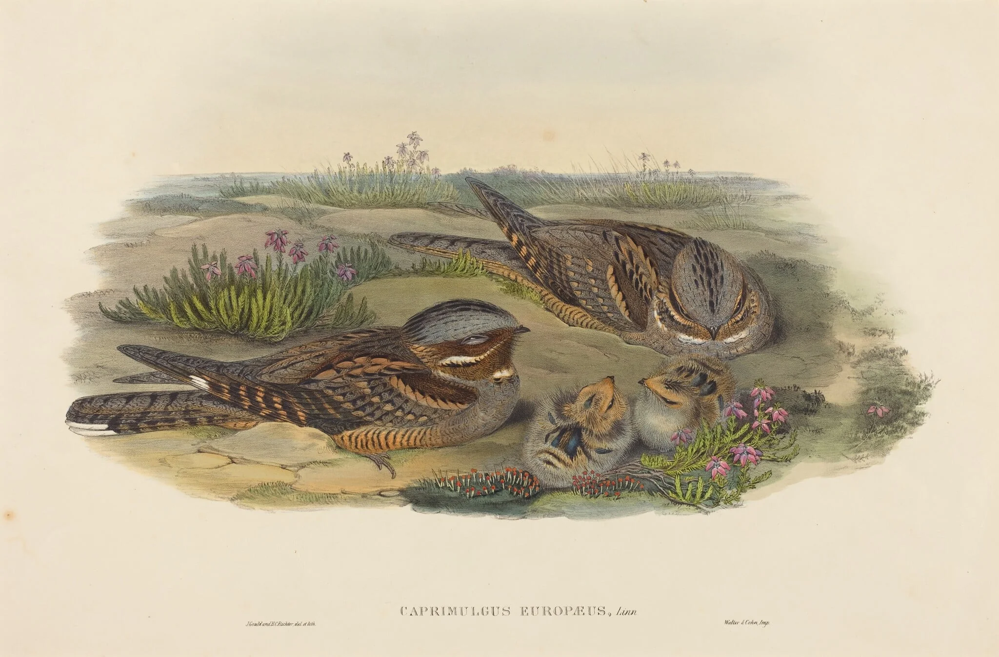 Caprimulgus europaeus (Nightjar), by John Gould, ink, 1842