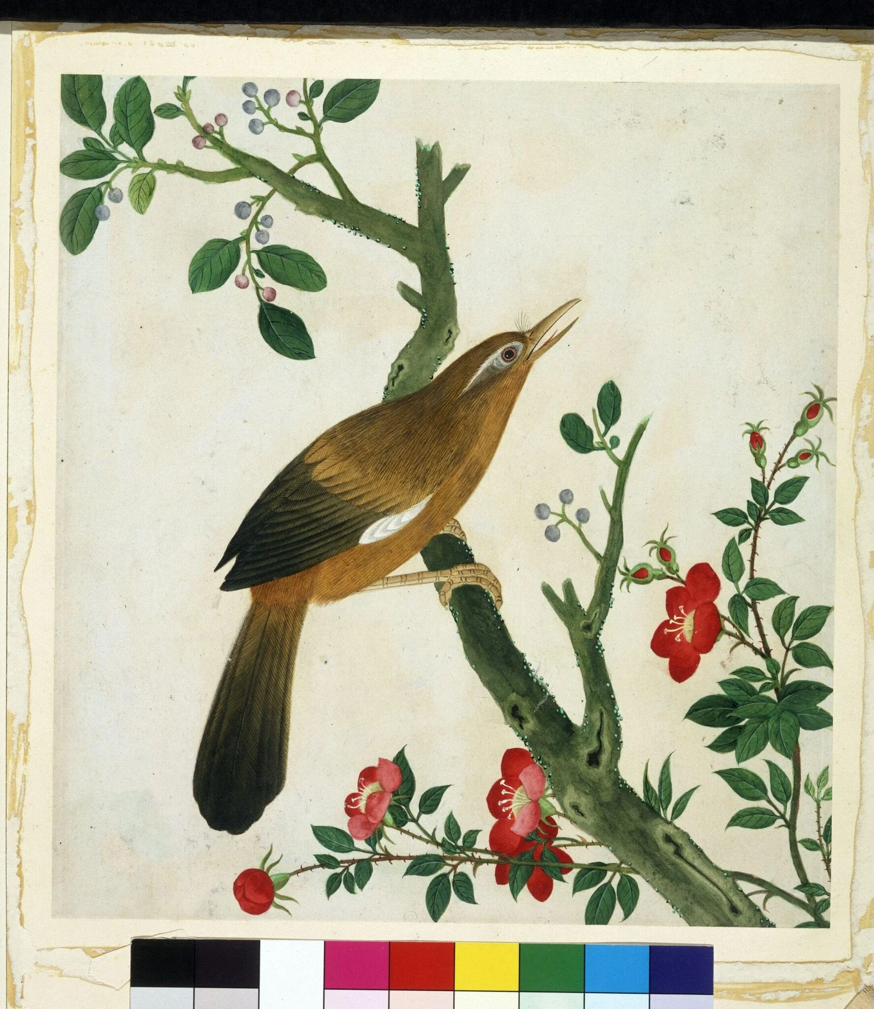 Laughing Thrush