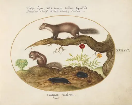 Plate 46: Stone Marten, Chipmunk, and Moles with a Marigold and Lettuce