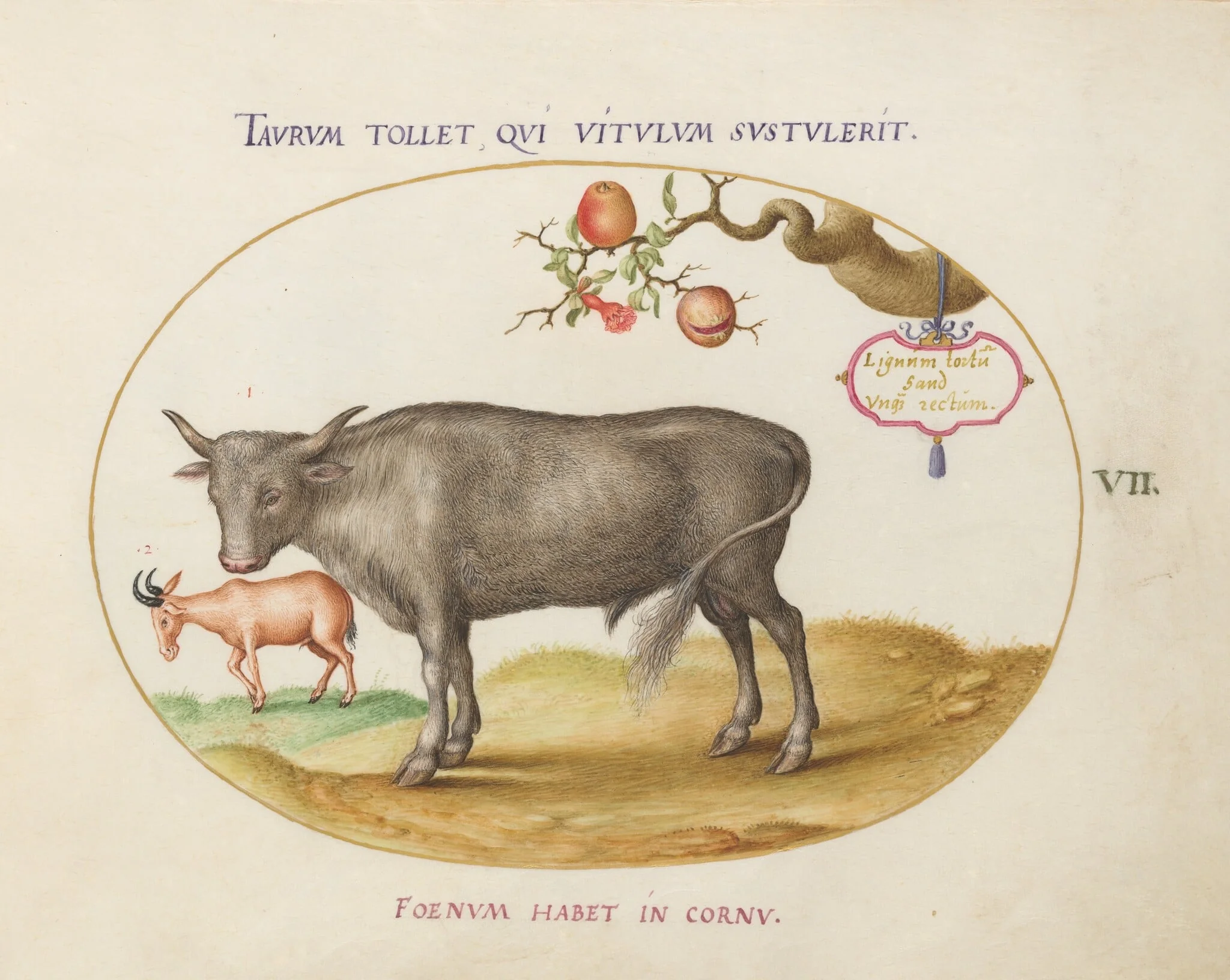 Plate 7: A Bull and a Horned Animal, by Joris Hoefnagel, gouache, 1594