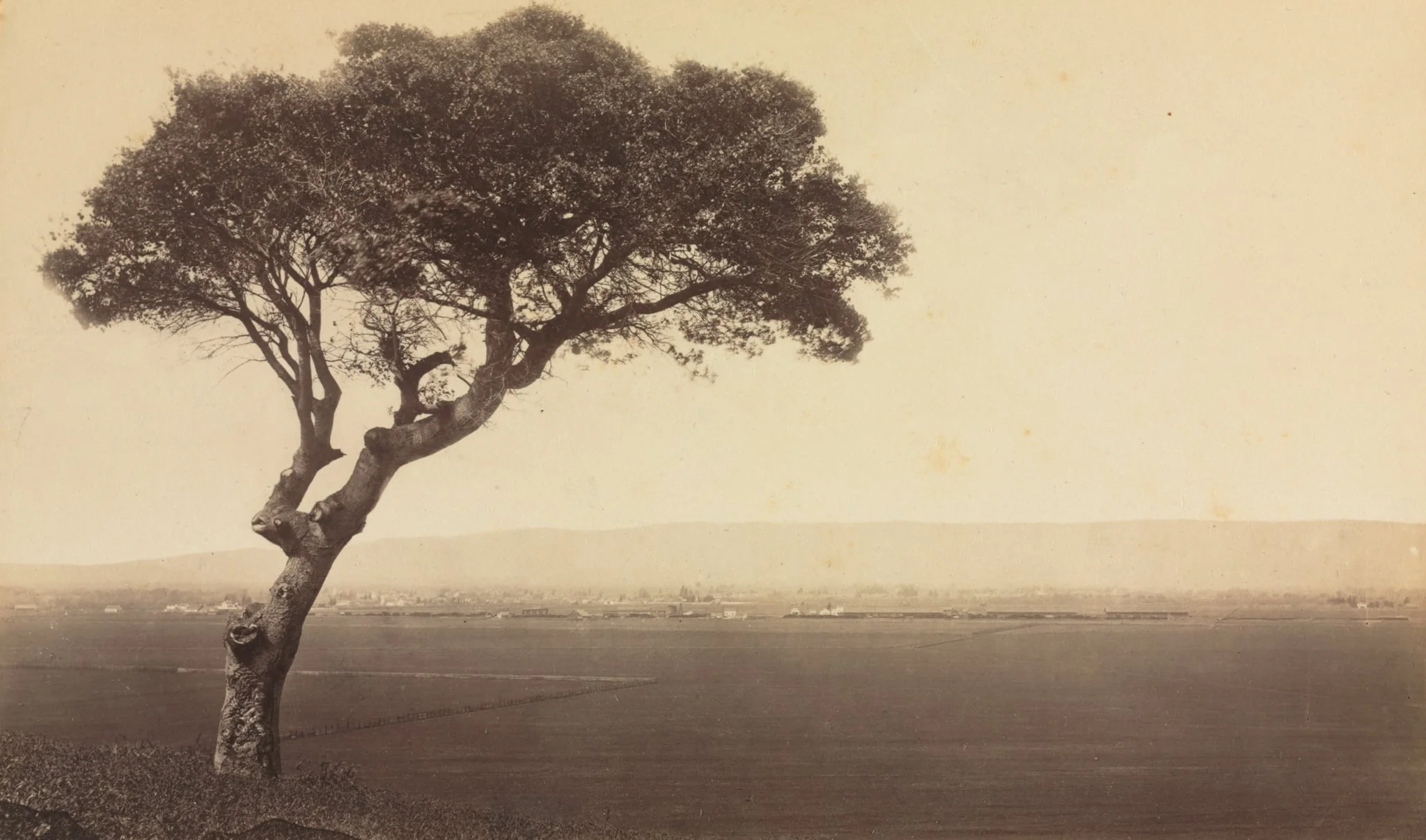 Untitled (Landscape near Watsonville, California)