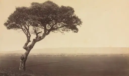 Untitled (Landscape near Watsonville, California)