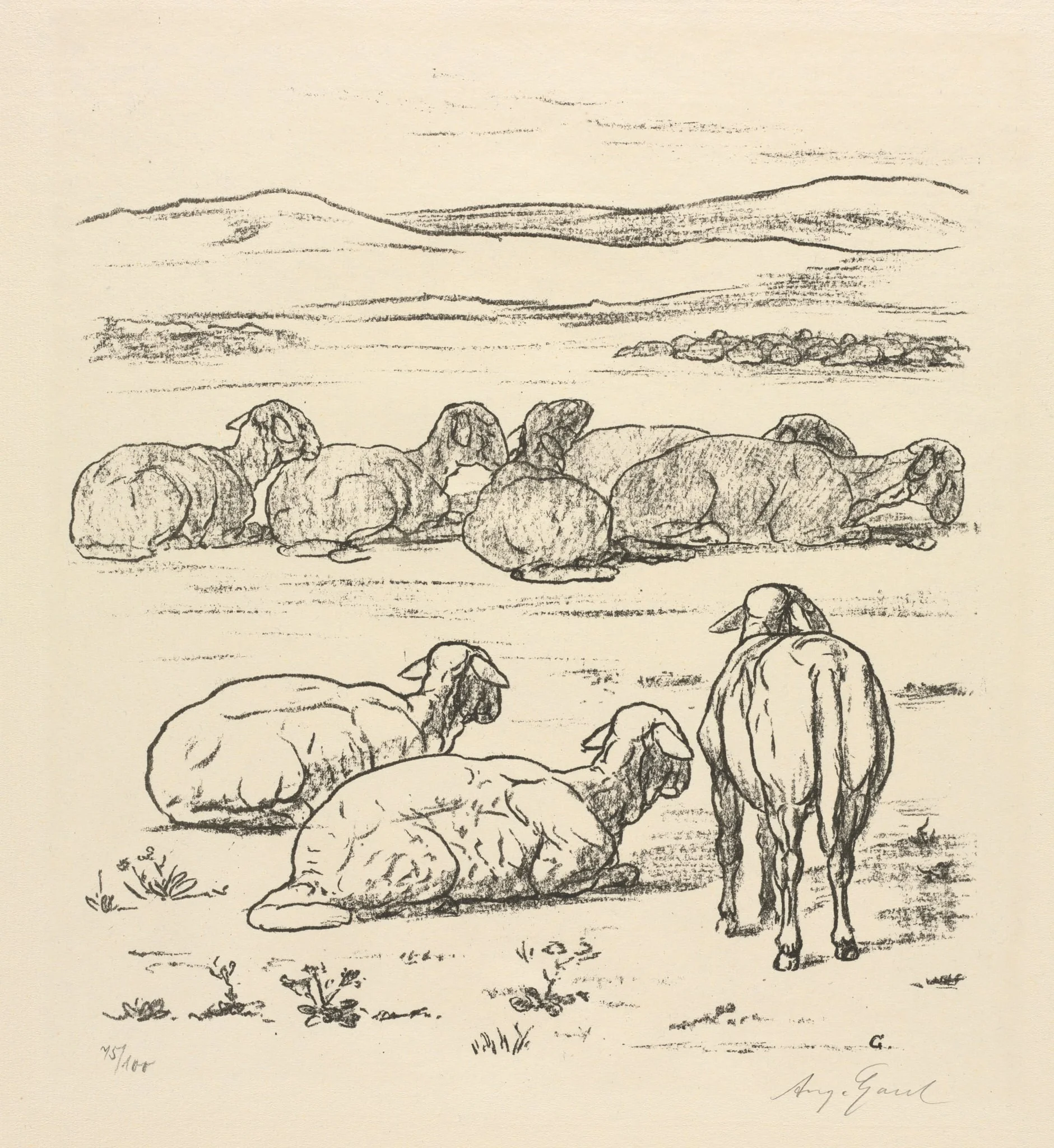 Sheep
