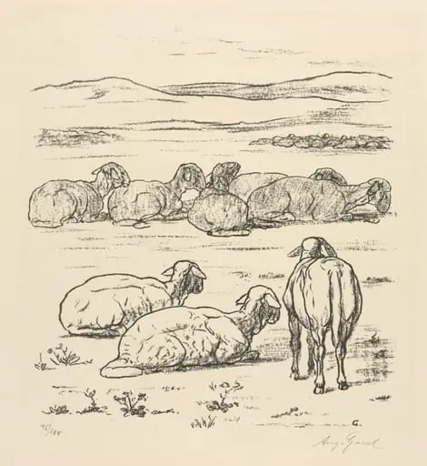 Sheep