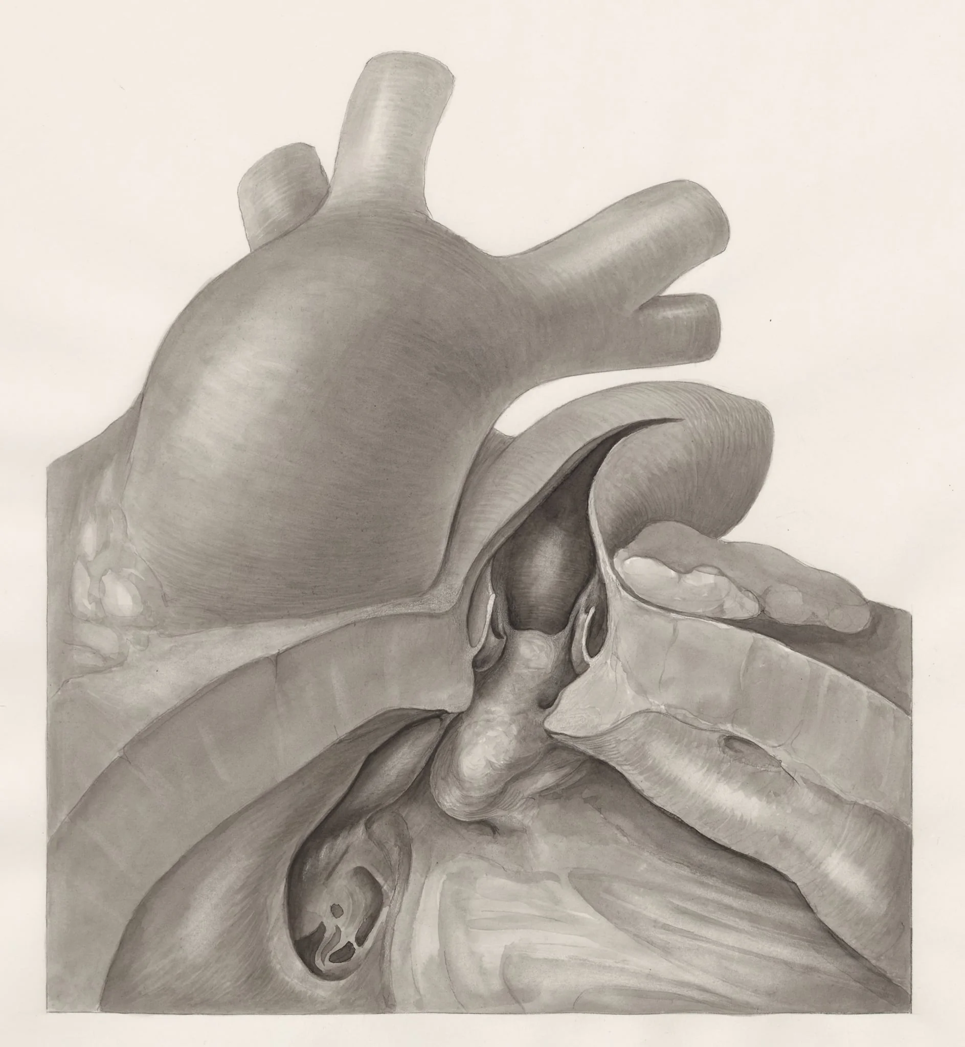 Part of the heart, by H.G, Wetselaar, 1974