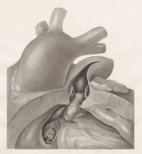 Part of the heart