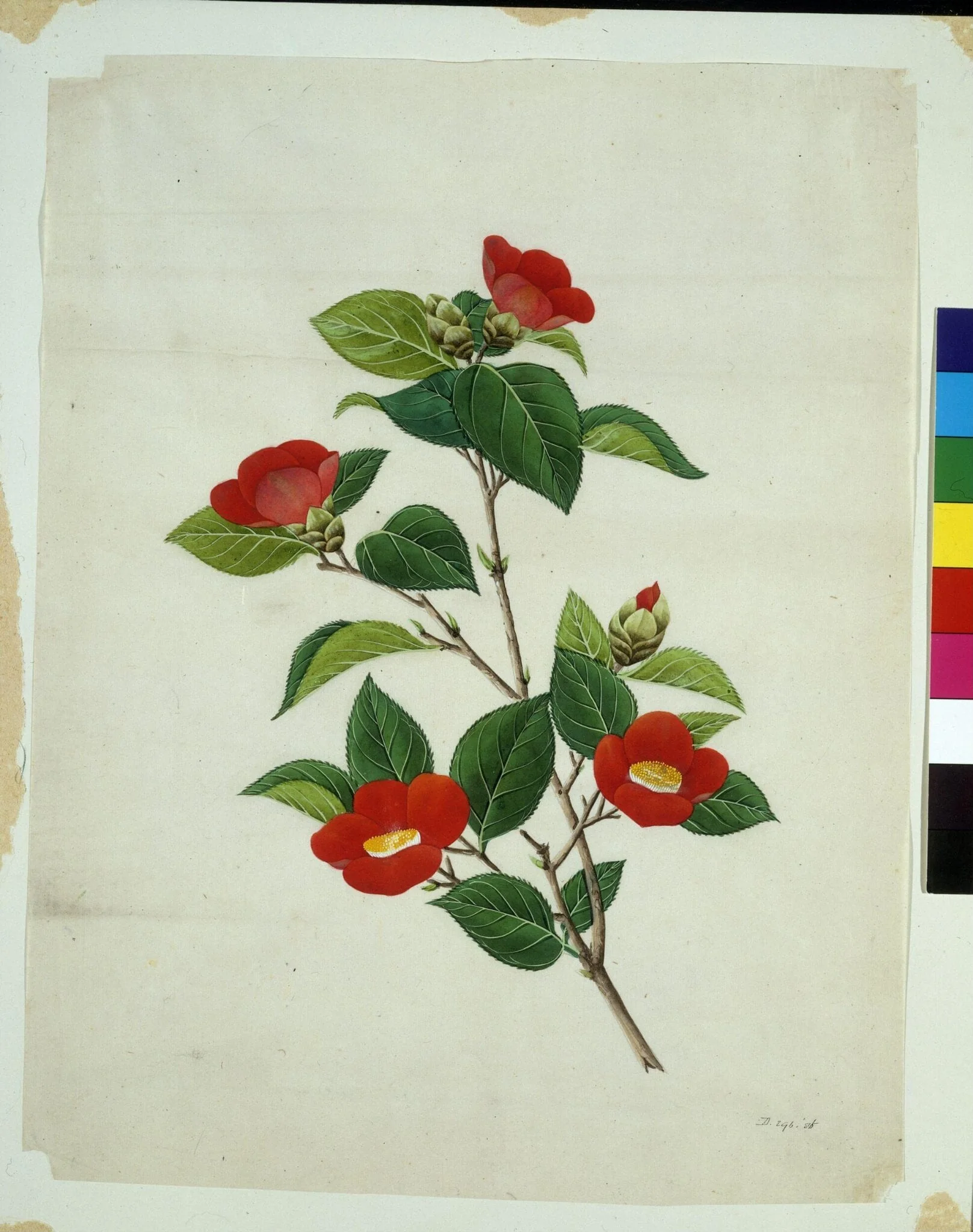 Camellia, by Unknown, paint, 1800