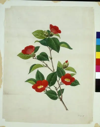 Camellia