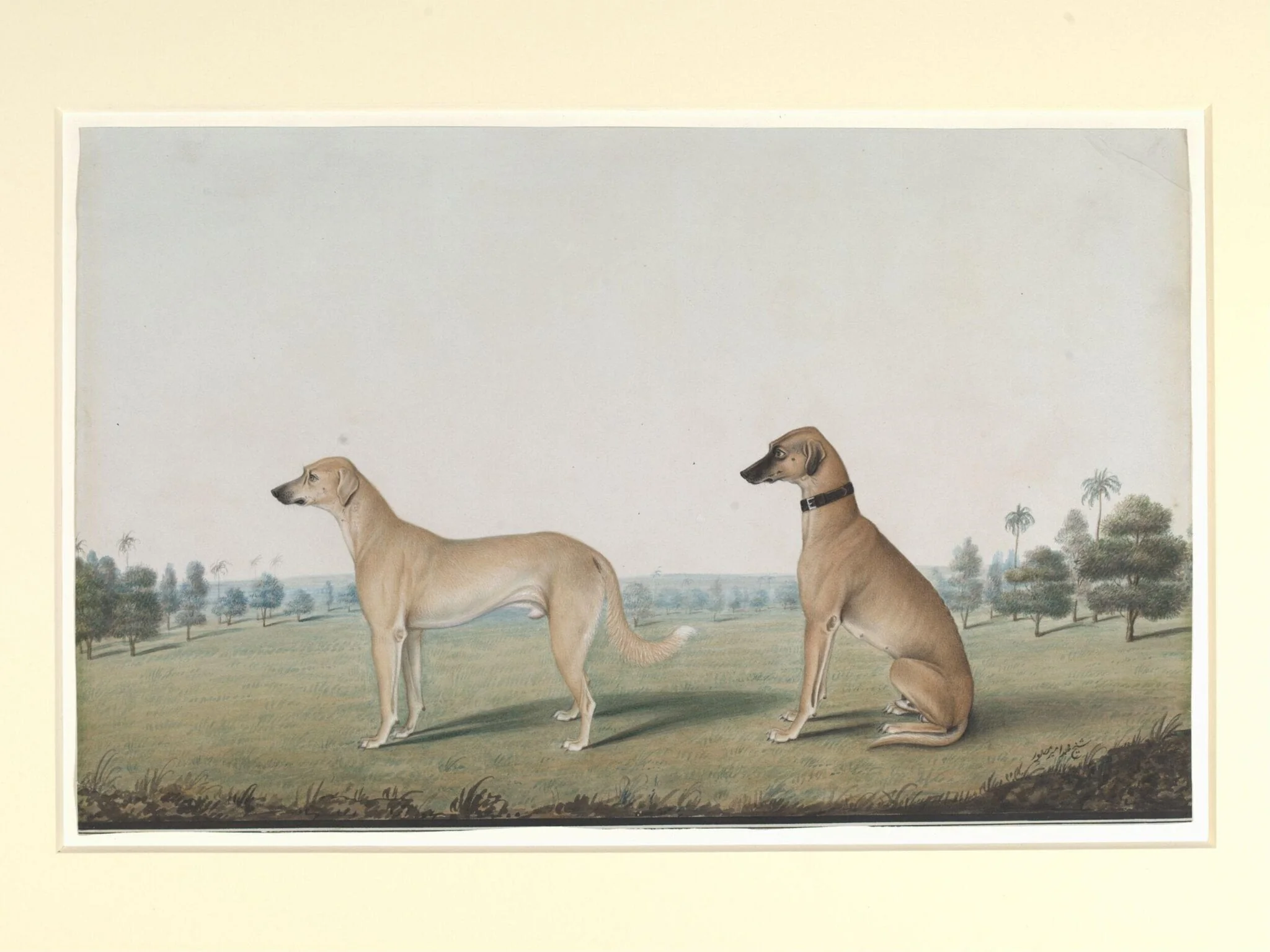 Two dogs in the compound of a Calcutta house
